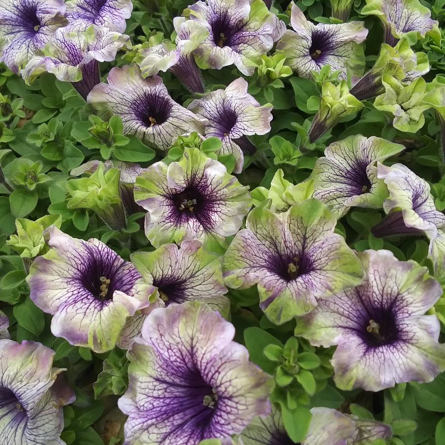 Petunia Amazonas™ 'Plum Cockatoo' - from Rush Creek Growers