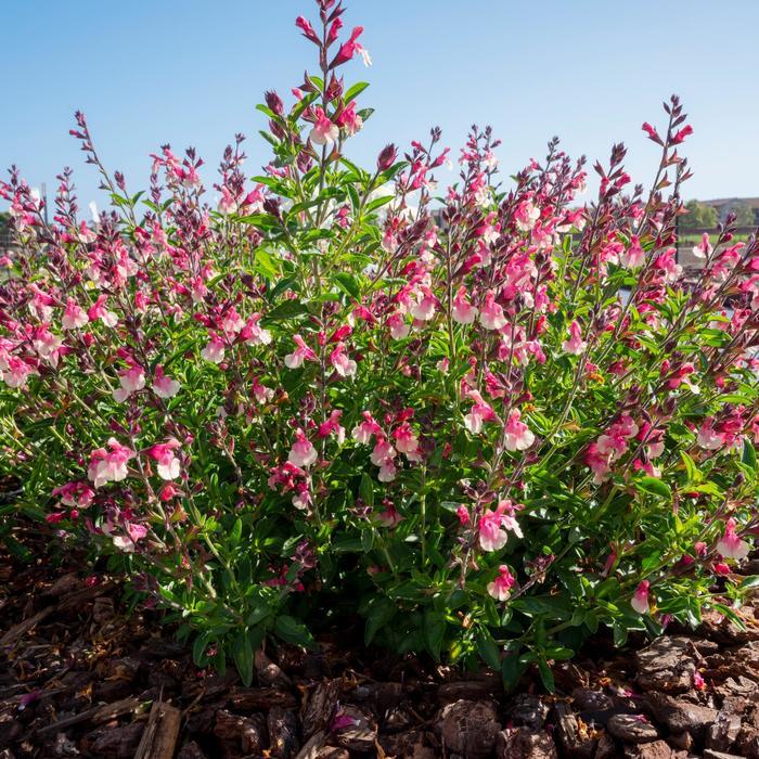 Salvia x jamensis Vibe® 'Ignition Sunrise' - photo courtesy of Garden Center Marketing