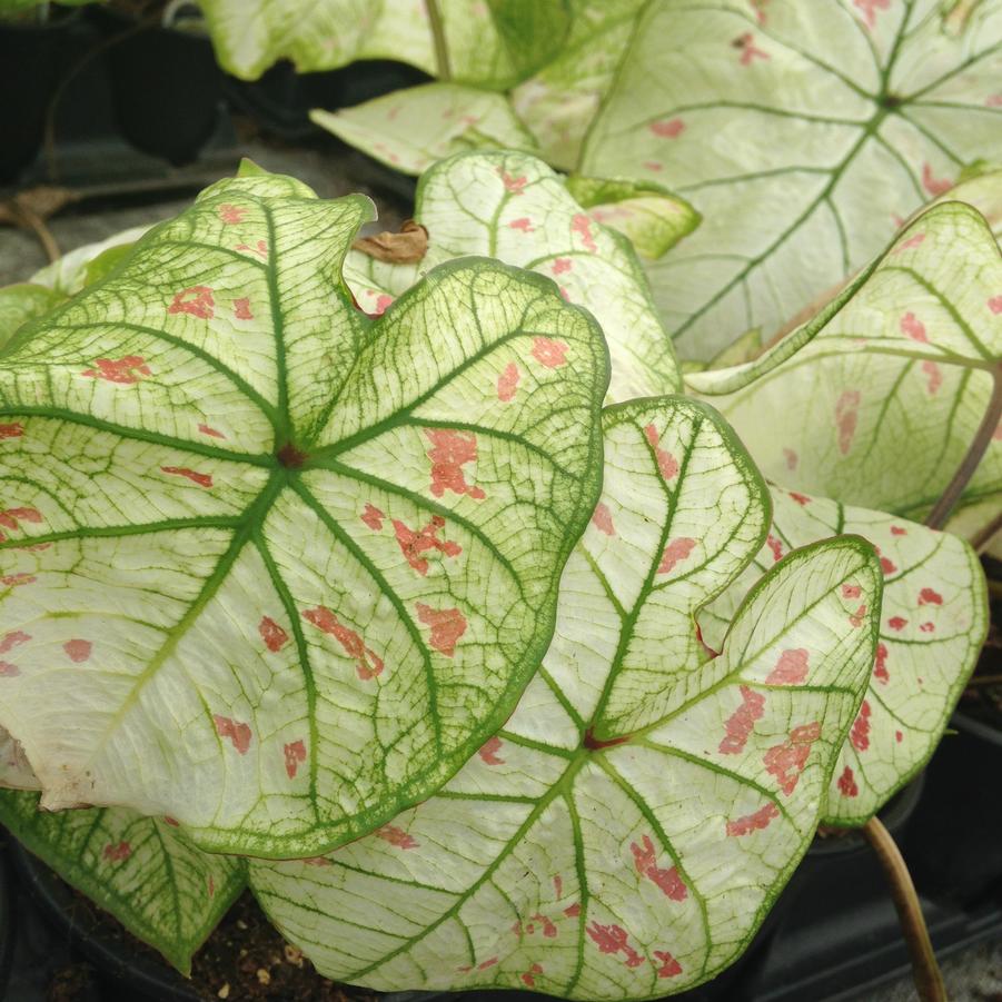 Caladium 'Strawberry Star' - from Rush Creek Growers
