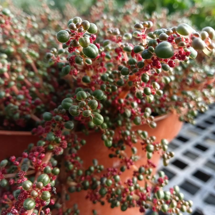 Pilea serpyllacea 'Globosa' - from Rush Creek Growers