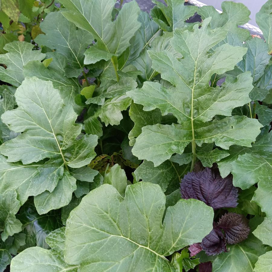 Acanthus mollis - Bear's Breeches from Rush Creek Growers