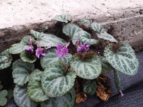 Viola coreana 'Sylettas' - Cyclamen Leaf Violet from Rush Creek Growers