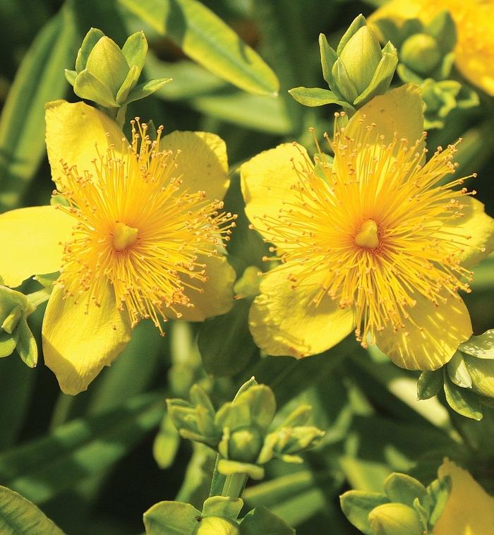 Hypericum kalmianum - Kalm's St. John's Wort photo courtesy of Garden Center Marketing