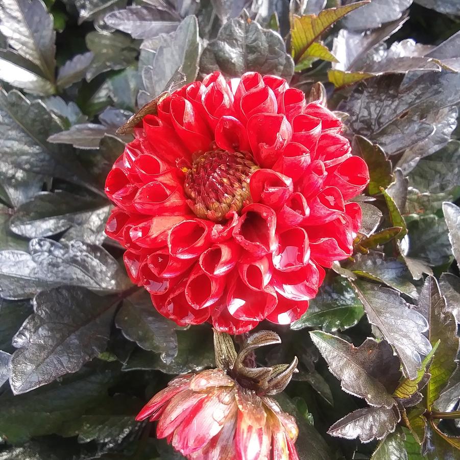 Dahlia CityLights™ 'Red' - from Rush Creek Growers