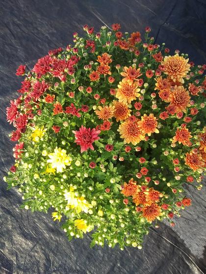 Mum Belgian 'Conaco Mix' - from Rush Creek Growers