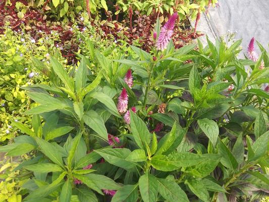 Celosia 'Cramer's Amazon' - Wheatstraw Celosia from Rush Creek Growers