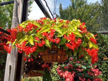 Begonia 'Canary Wings' - from Rush Creek Growers