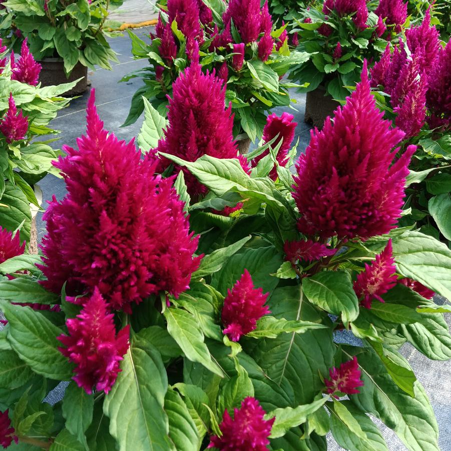 Celosia 'First Flame Purple' - from Rush Creek Growers