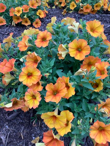 Petunia 'SuperCal® Premium Sunset Orange' - from Rush Creek Growers