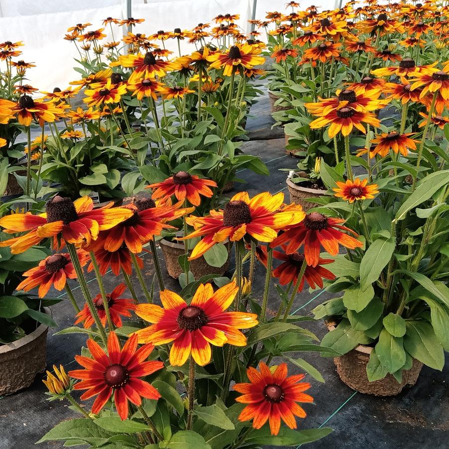 Rudbeckia Sunbeckia® 'Sarah' - from Rush Creek Growers