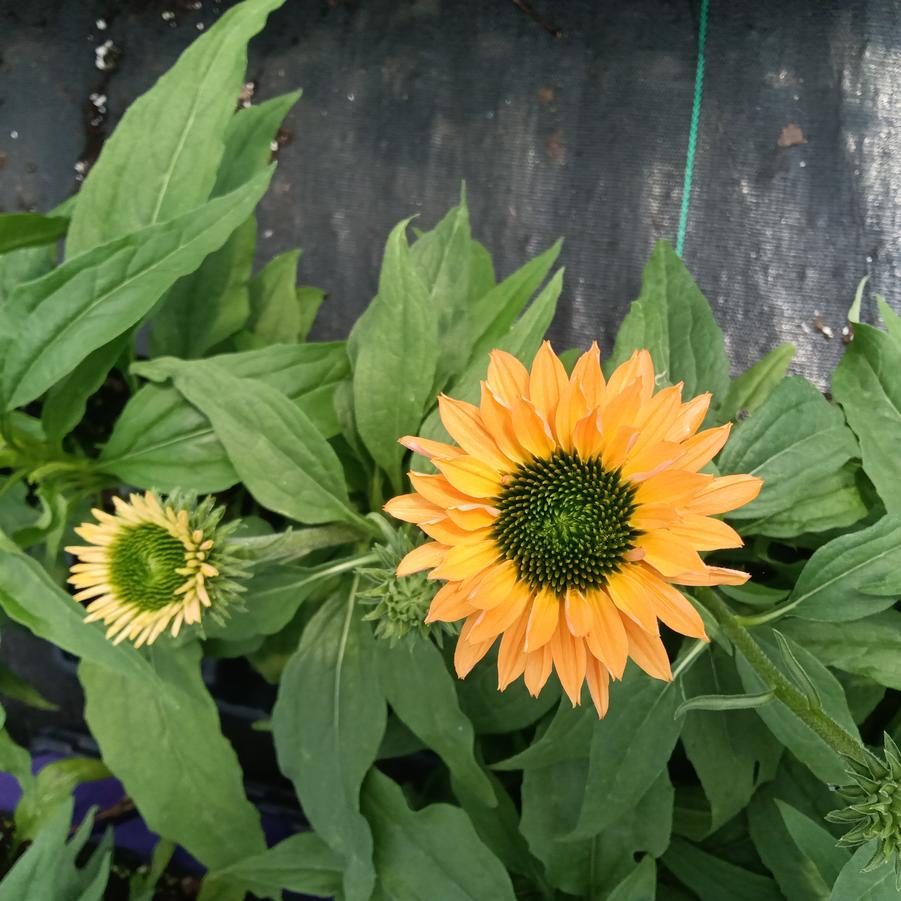 Echinacea Sunseekers® 'Pumpkin Pie' - Coneflowers from Rush Creek Growers