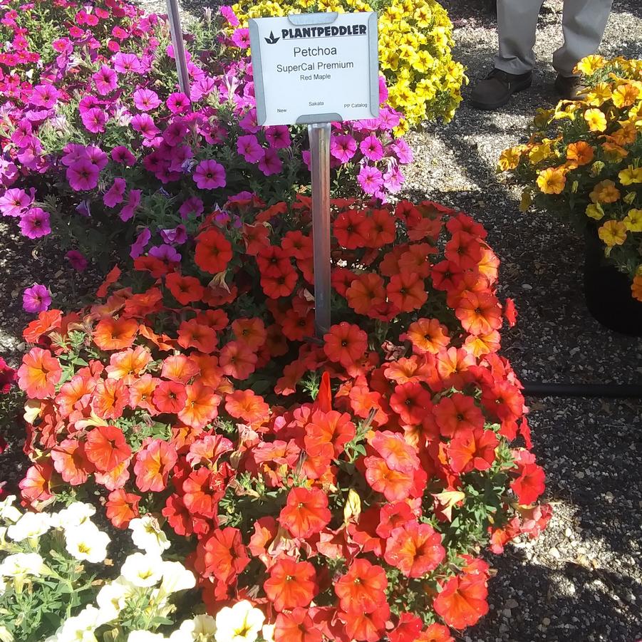 Petunia 'SuperCal® Premium Red Maple' - from Rush Creek Growers