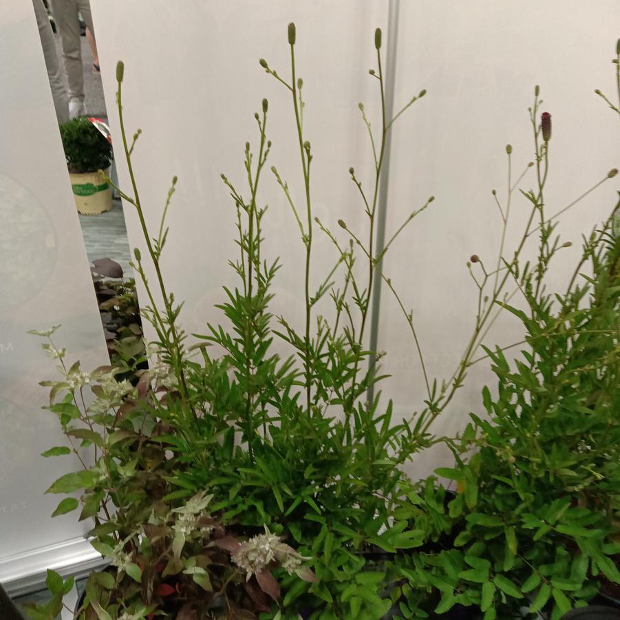 Sanguisorba x 'Plum Drops' - from Rush Creek Growers