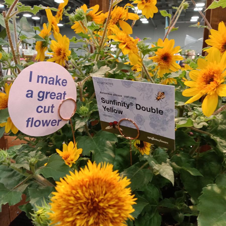 Helianthus annus Sunfinity® 'Double Yellow' - from Rush Creek Growers