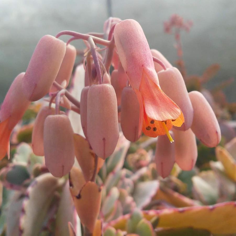 Kalanchoe fedtschenkoi tricolor - from Rush Creek Growers