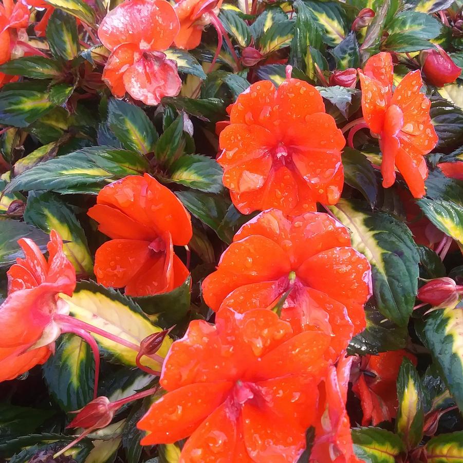 Impatiens Sunpatiens® 'Vigorous Tropical Orange' - from Rush Creek Growers