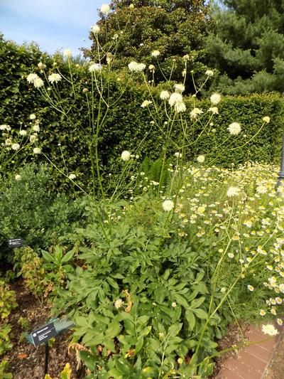 Photo courtesy of Missouri Botanical Garden Plant Finder