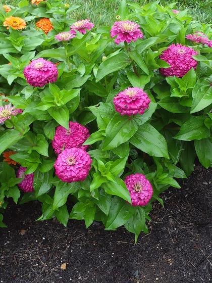 Zinnia 'Zesty Purple' - from Rush Creek Growers