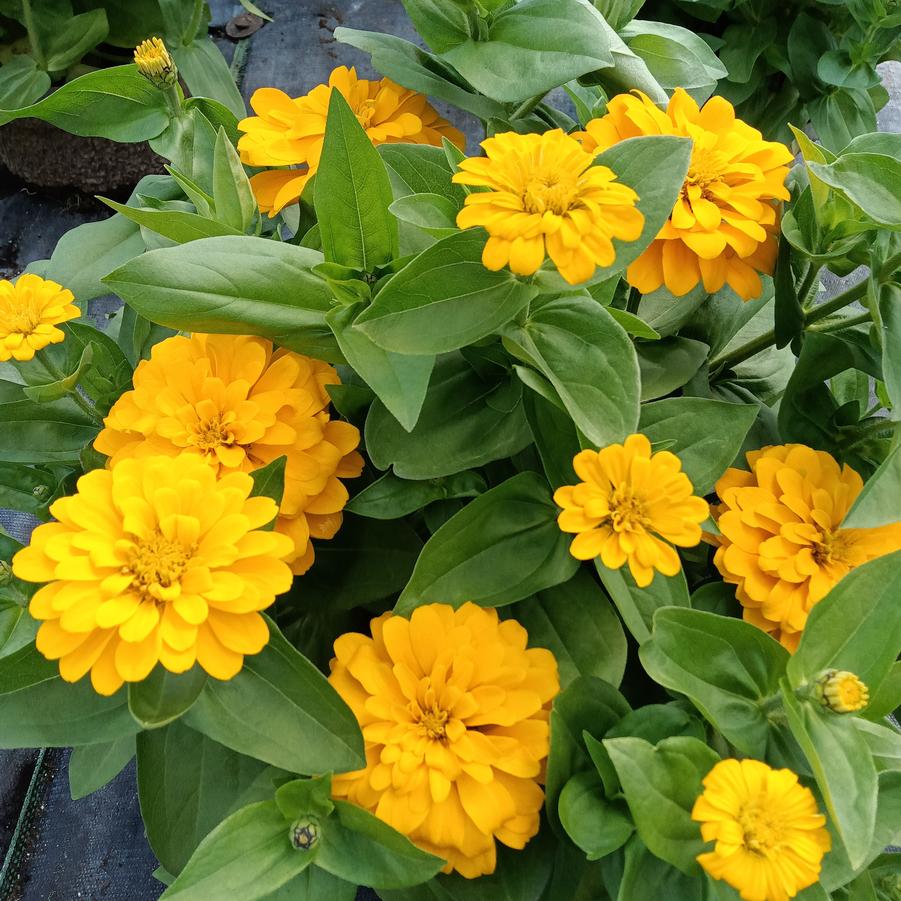 Zinnia 'Zesty Yellow' - from Rush Creek Growers
