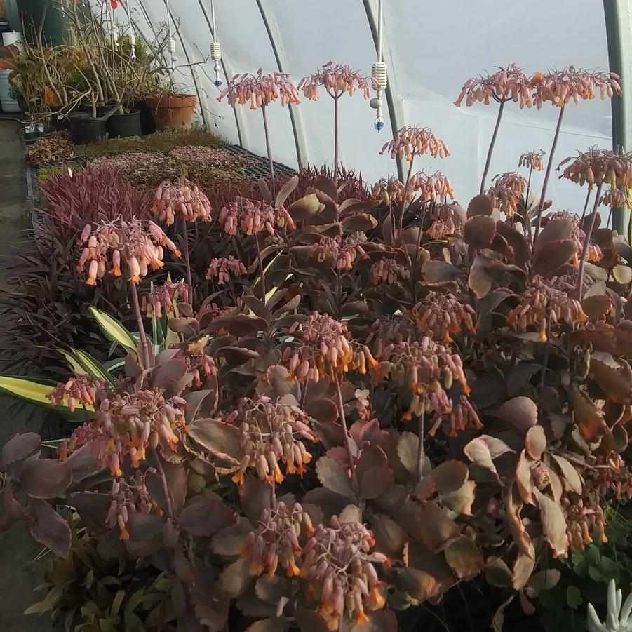 Kalanchoe fedtschenkoi tricolor - from Rush Creek Growers
