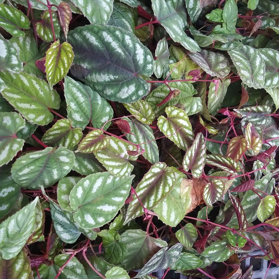 Cissus discolor - from Rush Creek Growers