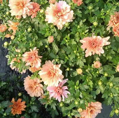 Mum Belgian Fonti Coral