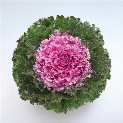 Flowering Kale Crystal Pink