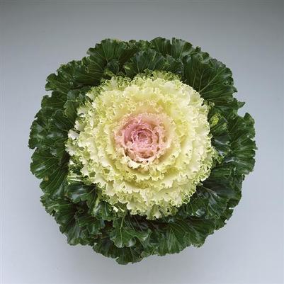 Flowering Kale Crystal Snow