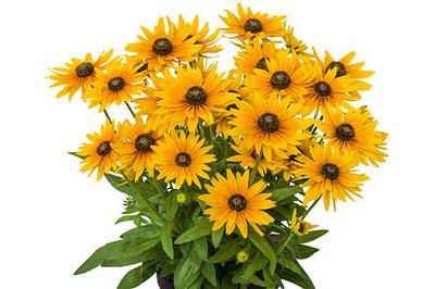 Rudbeckia hirta Sunbeckia&reg; Stella