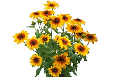 Rudbeckia hirta Sunbeckia Luna