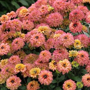 Echibeckia Summerina Glow&trade; Sugar Shake