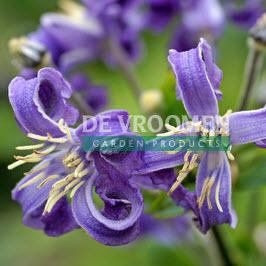 Clematis heracleifolia China Purple