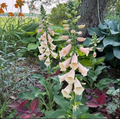Digitalis purpurea Dottie Peach