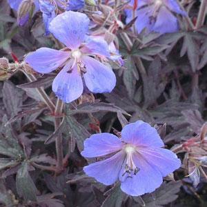Geranium Midnight Reiter