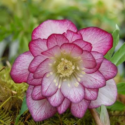Helleborus Winter Jewels Peppermint Ice