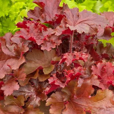 Heuchera Indian Summer Cherryberry