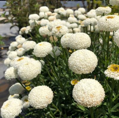 Leucanthemum superbum REALFOR® CC Real Tiny Bubbles