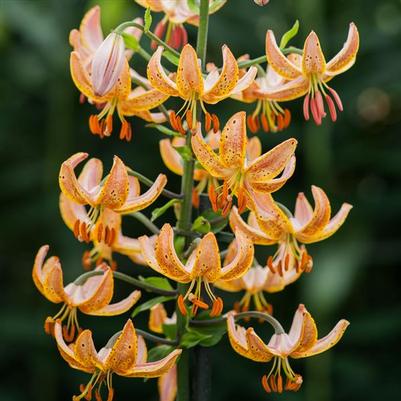 Lilium martagon Guinea Gold