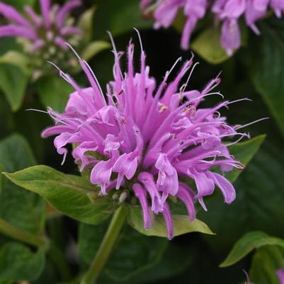 Monarda Beemine Lavender
