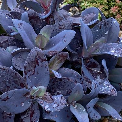 Sedum Supersparkler® Blue Ox
