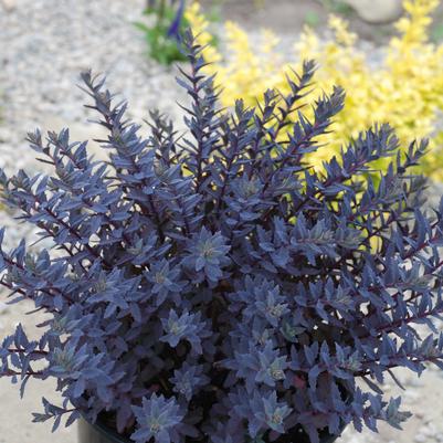 Sedum SunSparkler® Sapphire Tuffet