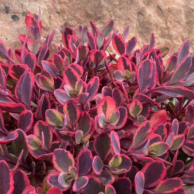 Sedum SunSparkler® Dazzling Dynamite