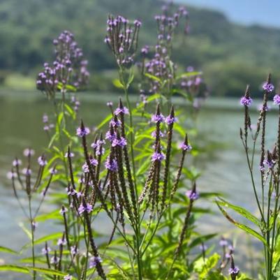 Verbena hastata 