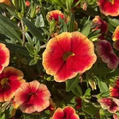 Calibrachoa Unique® Sangria Fizz