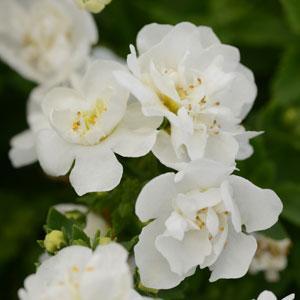 Bacopa Scopia® Double Snowball