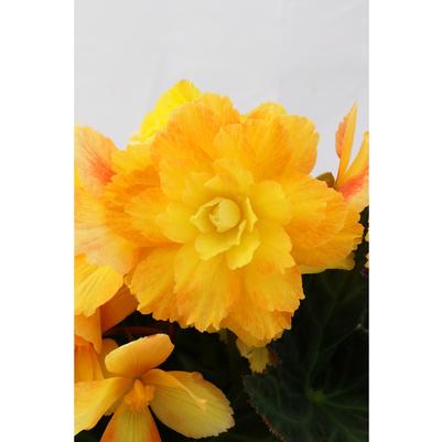 Begonia I'CONIA® Portofino Citrix Yellow