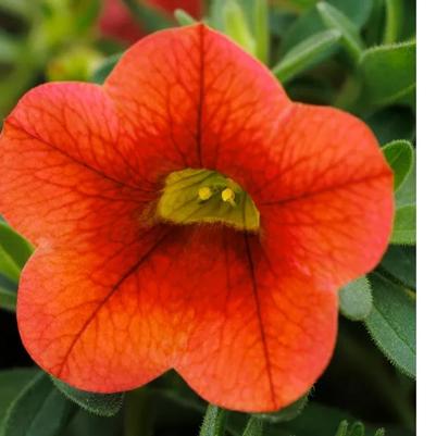 Calibrachoa Callie® Orange Sunrise