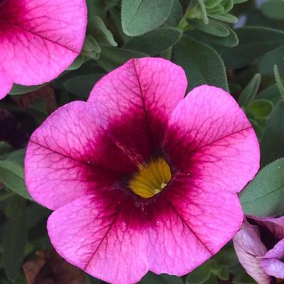 Calibrachoa Callie® Eclipse Strawberry