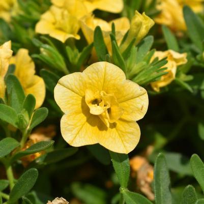 Calibrachoa MiniFamous® Evo Double Yellow