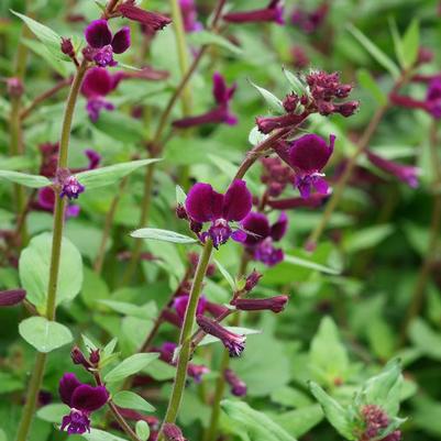 Cuphea lanceolata Purple Passion
